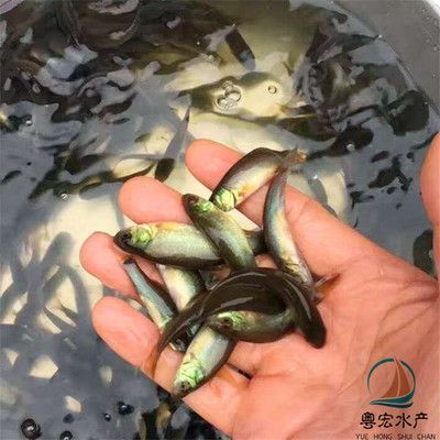 黑鱼 观赏鱼（黑鱼的养护技巧） 银古鱼苗 第3张