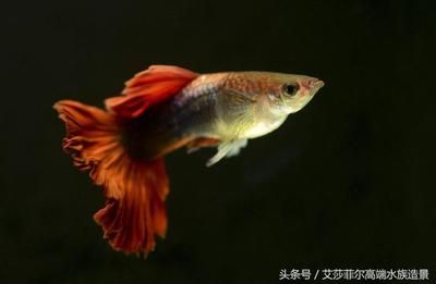 观赏鱼热门排行榜前十名（观赏鱼热门排行榜） 其他水族品牌 第1张