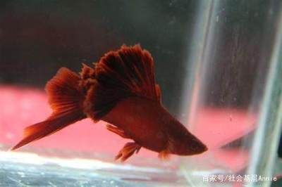 观赏鱼热门排行榜前十名（观赏鱼热门排行榜） 其他水族品牌 第3张