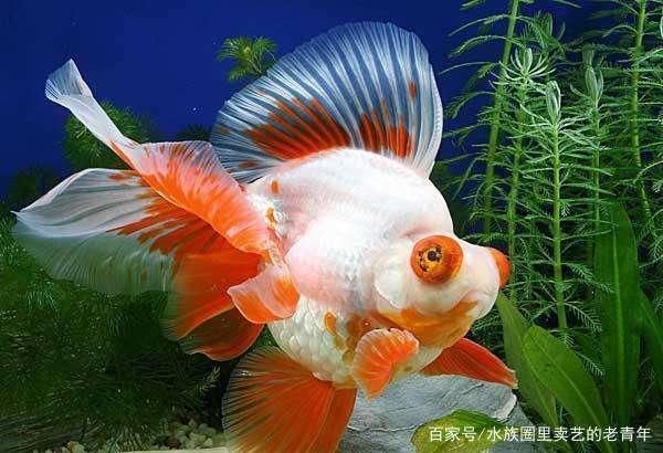 观赏鱼能不能撑死（观赏鱼的饮食习惯） 祥龙传奇品牌鱼缸 第1张