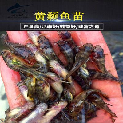 淡水观赏鱼养殖技术（《淡水观赏鱼标准化生态养殖技术》） 玫瑰银版鱼 第3张