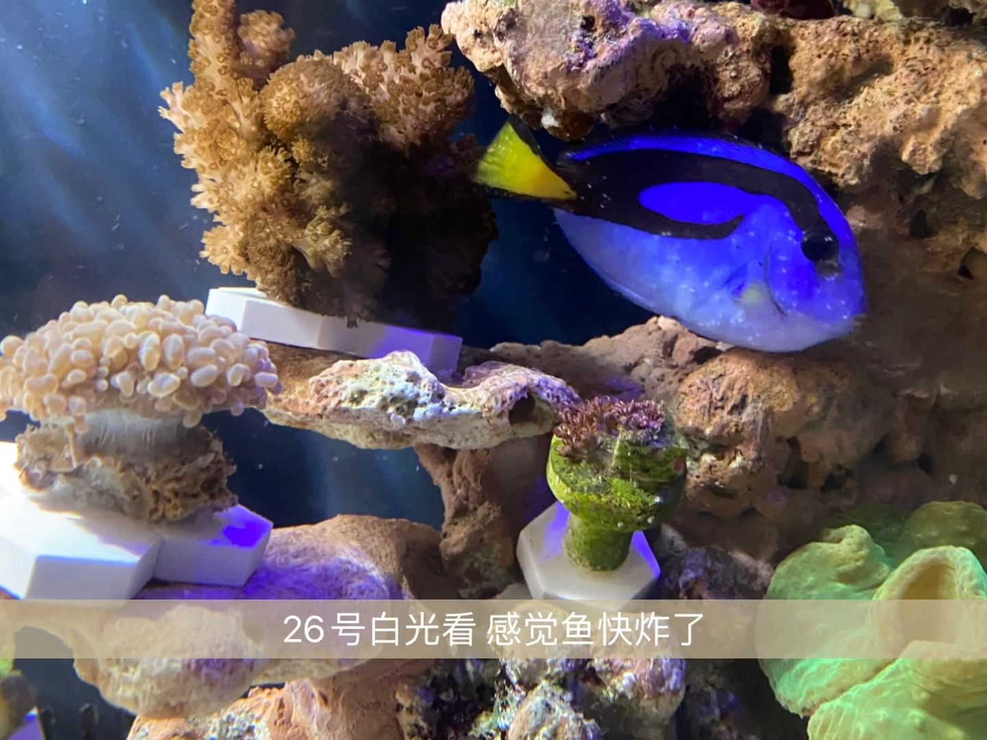 海水缸白点病铜药（海水缸白点病如何防治） 锦鲤鱼 第3张