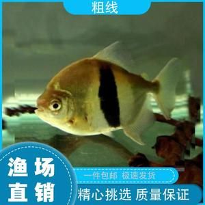 黑桃a银板鱼（黑桃a银板鱼的起源与分布） 招财战船鱼 第4张