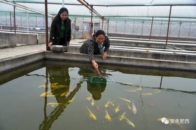 观赏鱼培育基地（关于观赏鱼培育基地的介绍） 电鳗 第1张