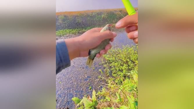 观赏鱼饵料可以钓鲫鱼吗（自制鲫鱼饵料的技巧） 南美异型鱼 第1张