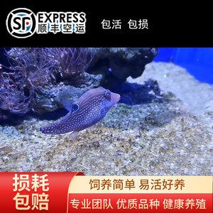 观赏鱼能发快递吗怎么寄（寄送观赏鱼的注意事项） 水族世界 第3张