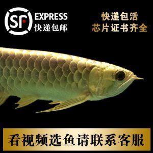 观赏鱼能发快递吗怎么寄（寄送观赏鱼的注意事项） 水族世界 第1张