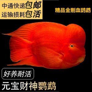 观赏鱼能发快递吗怎么寄（寄送观赏鱼的注意事项） 水族世界 第4张