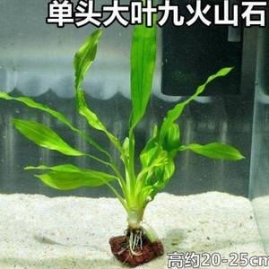 草金鱼缸里还适合养（草金鱼的饲养方式） 鱼缸等水族设备 第3张