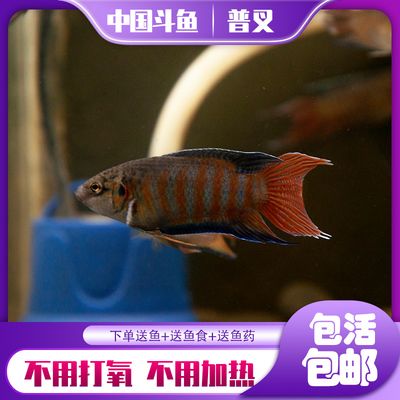 淡水观赏鱼有哪些品种（淡水观赏鱼的生态习性） 水族品牌 第2张