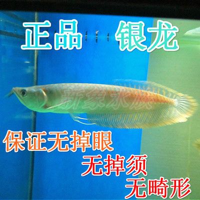 观赏鱼市场（混养鱼）（观赏鱼产业的可持续发展） 定时器/自控系统 第4张