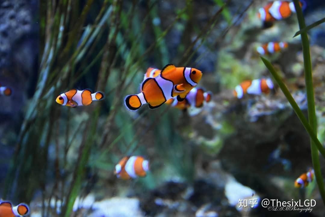 观赏鱼海鱼和淡水鱼那样好（海鱼与淡水鱼的区别）