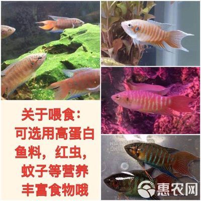 斗鱼观赏鱼吃什么食物（斗鱼观赏鱼喜欢吃丰年虾、红线虫、丝蚯蚓、丝蚯蚓、水蚤等活饵） 定时器/自控系统 第4张