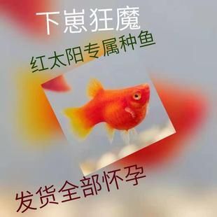 红太阳观赏鱼繁殖前兆是什么（红太阳观赏鱼的繁殖前兆） 黄金斑马鱼