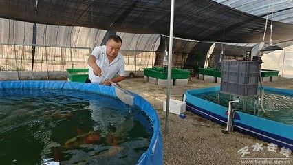 观赏鱼的销售渠道有哪些（上海宏业热带观赏鱼养殖场 ） 帝王迷宫 第2张