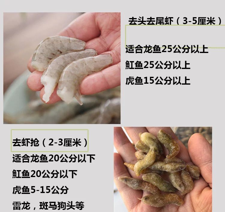 50公分龙鱼多久喂一次饲料好呢（50公分的龙鱼喂食频率是多久一次龙鱼喂养的方法是什么） 龙鱼百科 第1张