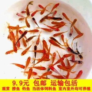 红龙鱼鱼苗吃什么饲料好养（红龙鱼吃什么饲料好） 龙鱼百科 第3张