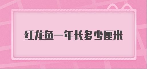 红龙鱼一年长多少（红龙鱼一年能长多大）