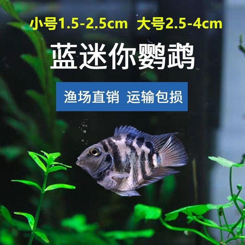 草缸养曼龙鱼能长多大（养曼龙鱼的水族箱12-19]10.） 龙鱼百科 第1张