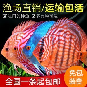 草缸养曼龙鱼能长多大（养曼龙鱼的水族箱12-19]10.） 龙鱼百科 第3张