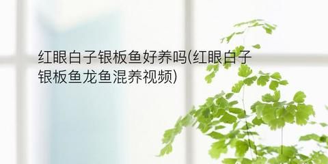 白子银板鱼和龙鱼混养（白子银板鱼与龙鱼混养时需要注意以下几点：物种,体长,） 龙鱼百科 第1张