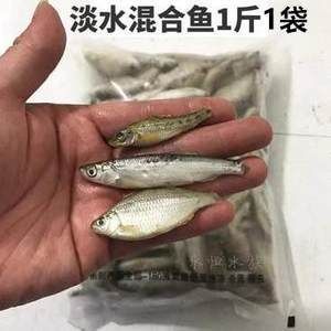 刚买来的龙鱼几天可以喂饲料（刚买来的龙鱼需要适应环境一段时间后才能开始喂食）