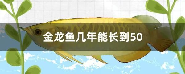 50厘米金龙鱼要长几年呢（金龙鱼从40厘米长到60厘米长到60厘米需要多久） 龙鱼百科 第2张
