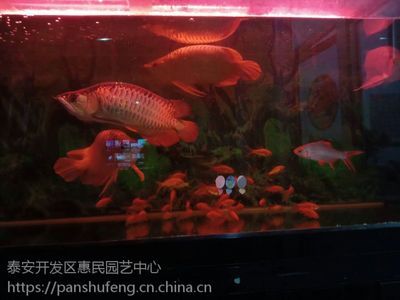 40公分的红龙鱼怎么喂食（红龙鱼的喂养与食物）