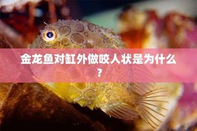 被龙鱼咬了出血了怎么办（被龙鱼咬了出血了怎么办39问医生被鱼咬了出血了怎么办）