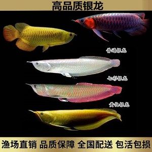 7彩银龙鱼苗（七彩银龙鱼苗价格） 龙鱼百科 第3张