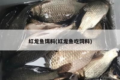 45公分的红龙鱼一天喂多少泥鳅饲料呢（知乎专栏:红龙鱼的喂养与食物）