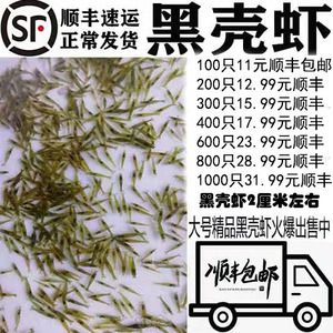 40公分龙鱼喂几个虾米好（40公分的龙鱼每天喂食一次，每天喂一次就足够了）