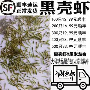 40公分龙鱼喂几个虾米好（40公分的龙鱼每天喂食一次，每天喂一次就足够了）