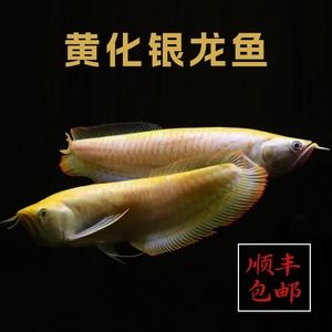 黄化白子银龙鱼资料 龙鱼百科 第2张