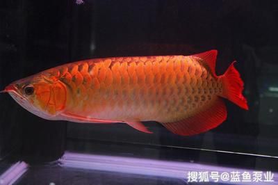 40公分的龙鱼怎么养（40公分的龙鱼怎么饲养水族箱宽度最好在60cm以上） 龙鱼百科 第1张