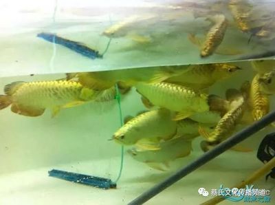 40公分的龙鱼怎么养（40公分的龙鱼怎么饲养水族箱宽度最好在60cm以上） 龙鱼百科 第3张