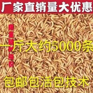 40cm龙鱼一天吃多少斤饲料合适（40厘米的龙鱼一天吃多少饲料足够一天吃多少饲料） 龙鱼百科 第2张