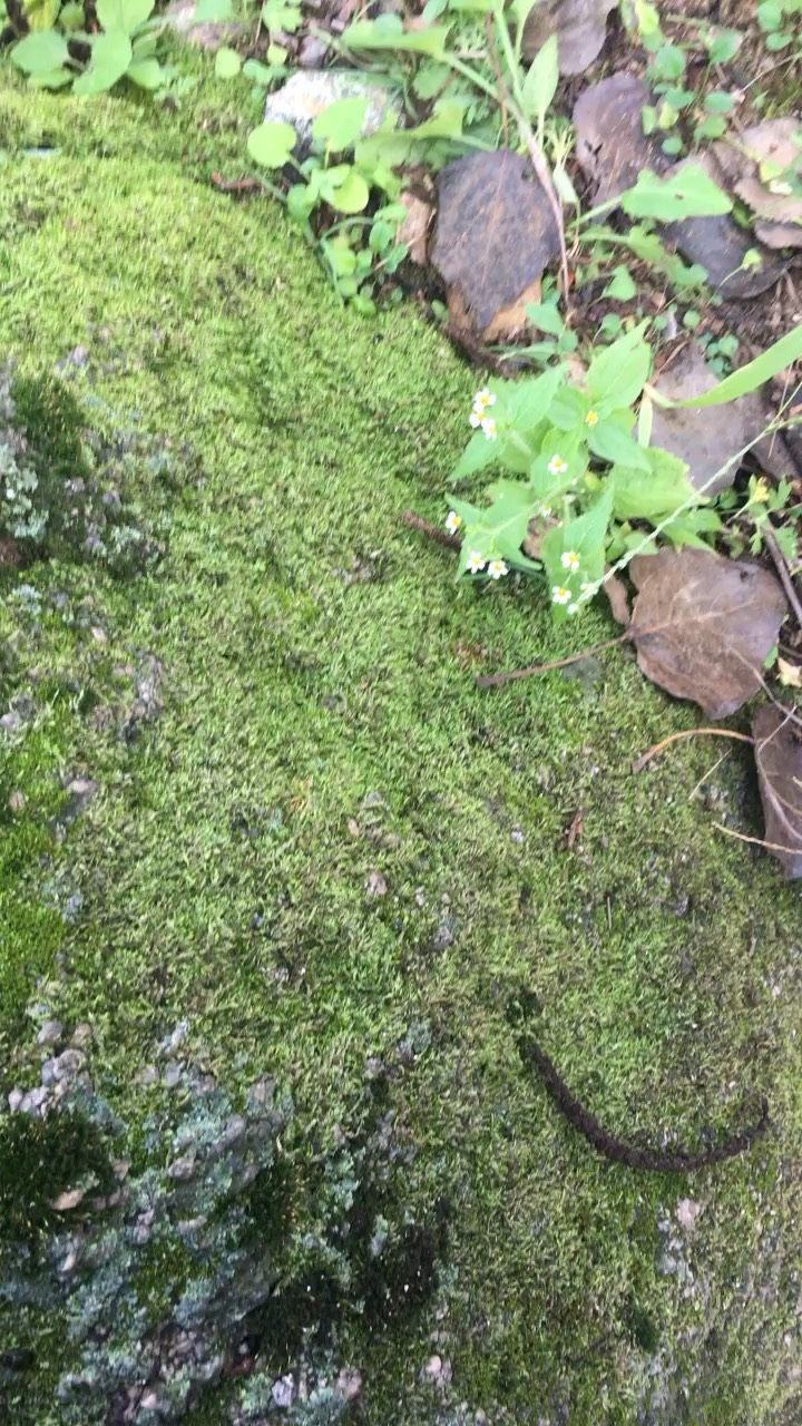 太多了（到处都是,菠萝兔评论：苔藓不一定都能转水）