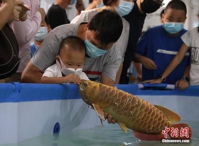 刚买来的龙鱼一直沉在下面游动是为什么（龙鱼为什么总是沉到水底游动）