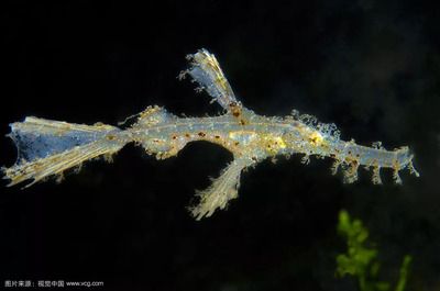 粗吻海龙鱼（粗吻海龙鱼是一种怎样的鱼？） 龙鱼百科 第3张