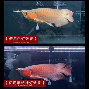 红龙鱼用什么灯好（养红龙鱼用什么灯好） 龙鱼百科 第1张