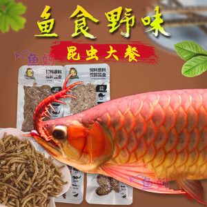 20厘米龙鱼喂多少鱼食好（20厘米左右的龙鱼喂什么比较合适） 龙鱼百科 第2张