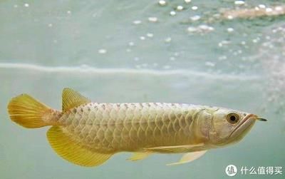 成年龙鱼喂食时间（成年龙鱼的喂食时间应该根据龙鱼的习性和饲养环境来确定） 龙鱼百科 第2张