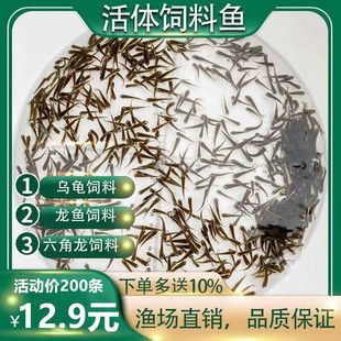 40公分龙鱼喂多少饲料合适（40公分的龙鱼每天喂食一次就足够了这样饲养龙鱼） 龙鱼百科 第2张