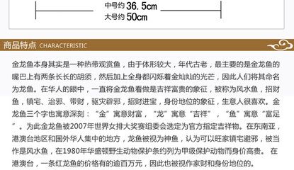 50厘米长的金龙鱼价格多少钱一条（50厘米长的金龙鱼价格） 龙鱼百科 第3张