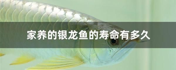 家养银龙鱼一年可以长多大（探讨家养银龙鱼一年可以长多大的问题之前我们需要了解） 龙鱼百科 第1张