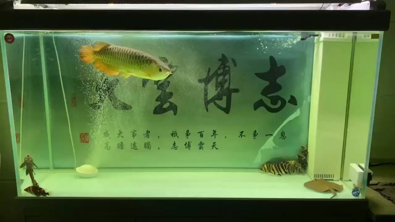 右下角的是苏虎还是印尼虎（右下角的是苏虎还是印尼虎,赢在江湖） 观赏鱼论坛