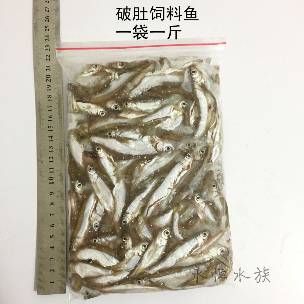 25cm龙鱼一次喂多少冻虾干（25cm龙鱼一次喂多少虾干【银龙鱼一次喂多少冻虾干）