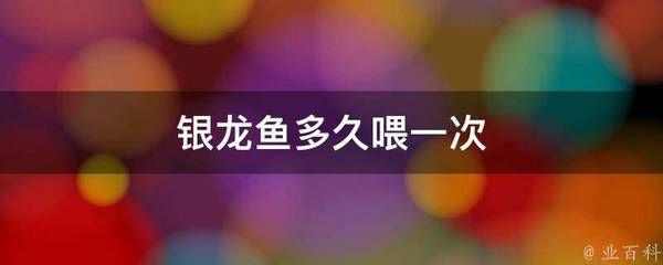 成年银龙鱼几天喂一次食物好（成年银龙鱼多久喂一次食物多长时间喂一次） 龙鱼百科 第2张