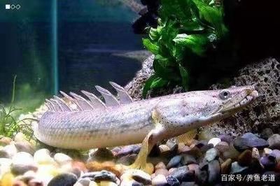 60cm的鱼缸能养龙鱼吗（60厘米的鱼缸可以养龙鱼吗）